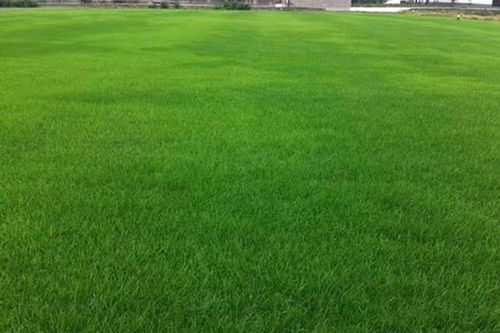 草坪科學養護指南 修剪與矮化劑使用建議