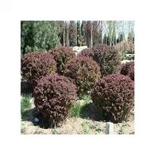 供應優質紅葉小檗球 工程綠化理想之選，冠幅60-80厘米基地直銷